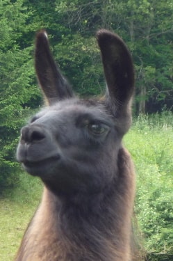 Unsere Lamas