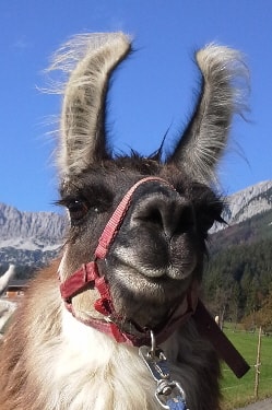 Unsere Lamas