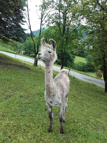 Unsere Lamas