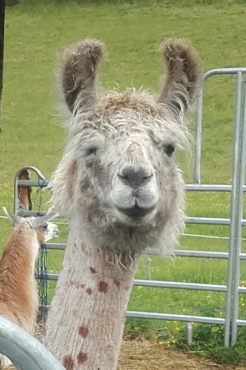 Unsere Lamas