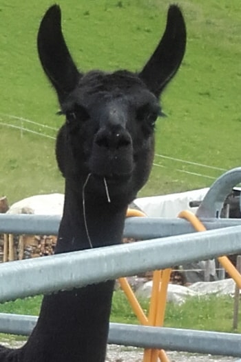 Unsere Lamas