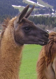 Unsere Lamas