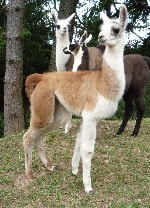 Unsere Lamas
