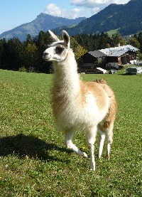 Unsere Lamas