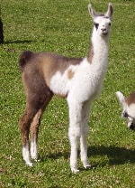 Unsere Lamas