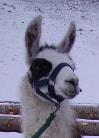 Unsere Lamas