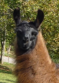 Unsere Lamas