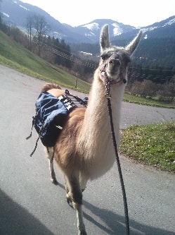 Unsere Lamas