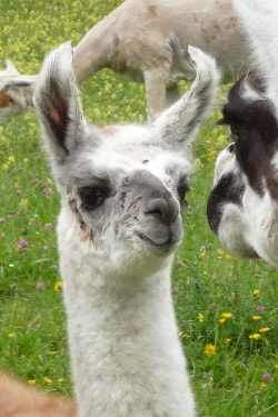 Unsere Lamas