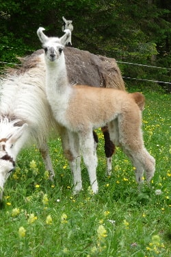 Unsere Lamas