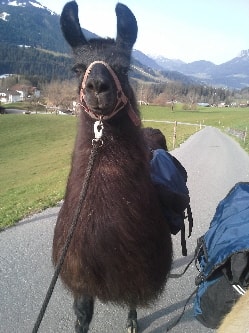 Unsere Lamas