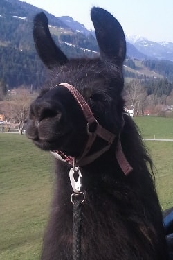 Unsere Lamas