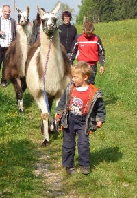 Unsere Lamas