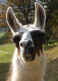 Unsere Lamas
