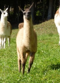 Unsere Lamas