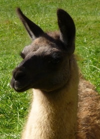 Unsere Lamas