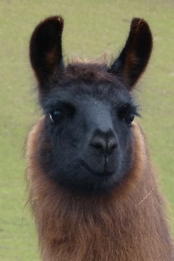 Unsere Lamas