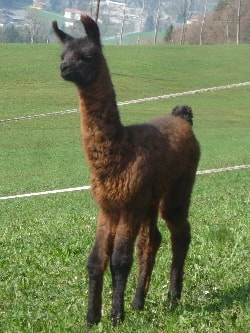 Unsere Lamas