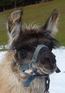Unsere Lamas