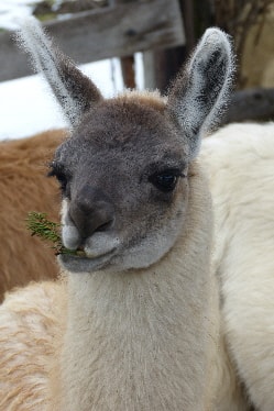 Unsere Lamas