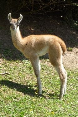 Unsere Lamas