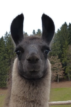 Unsere Lamas