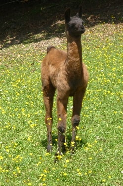 Unsere Lamas