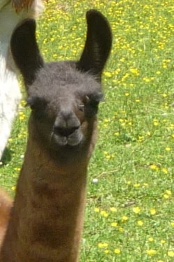 Unsere Lamas