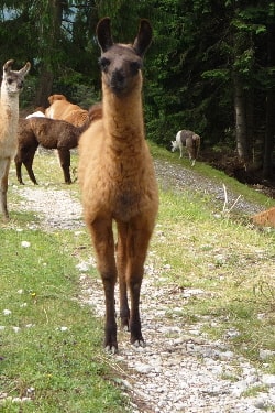 Unsere Lamas