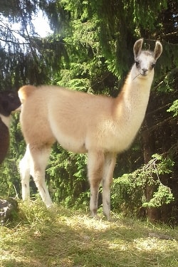 Unsere Lamas