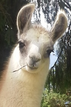 Unsere Lamas
