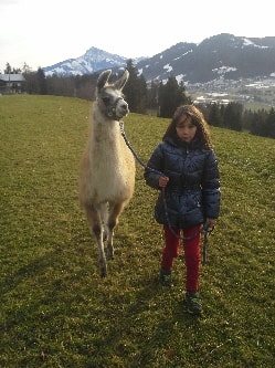 Unsere Lamas