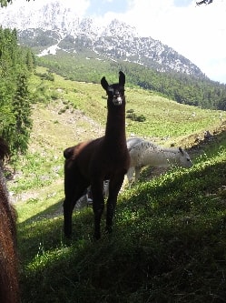 Unsere Lamas