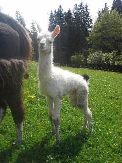 Unsere Lamas
