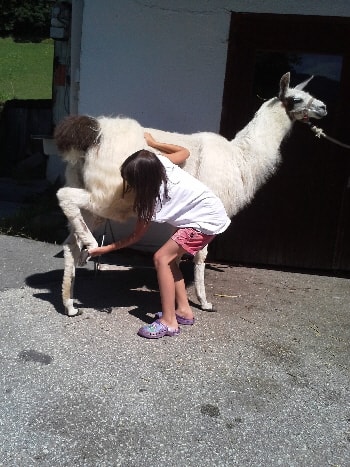 Unsere Lamas