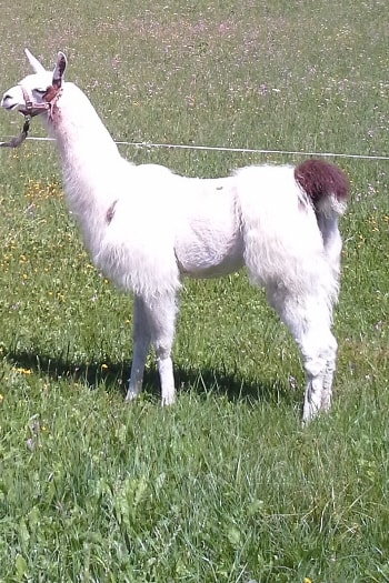 Unsere Lamas