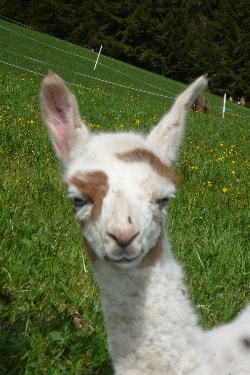 Unsere Lamas