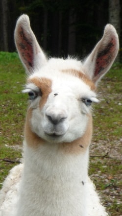 Unsere Lamas