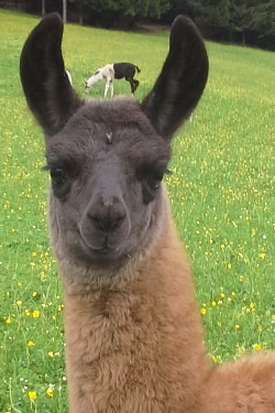 Unsere Lamas