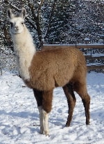Unsere Lamas