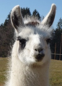 Unsere Lamas