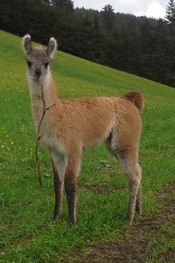 Unsere Lamas