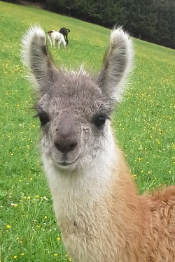 Unsere Lamas