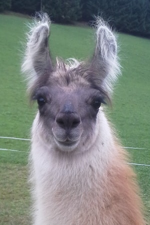 Unsere Lamas