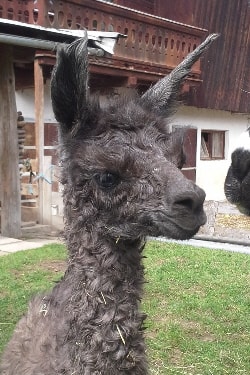 Unsere Lamas