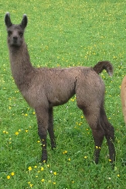 Unsere Lamas