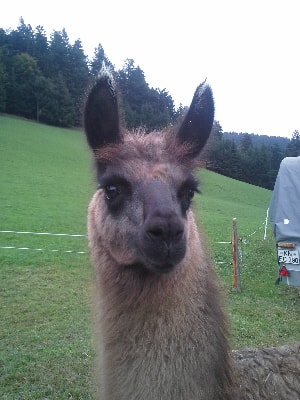 Unsere Lamas