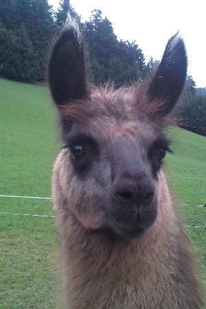 Unsere Lamas