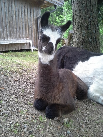 Unsere Lamas
