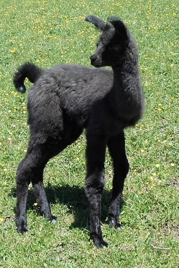 Unsere Lamas